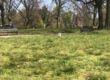 prospect park