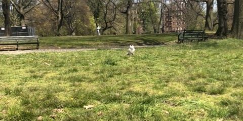 prospect park