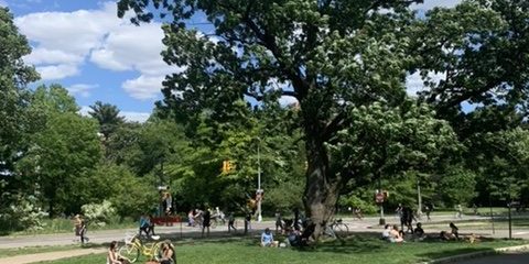 prospect park